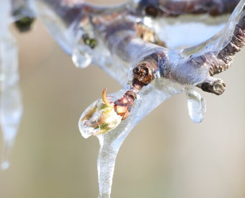 Vertrouwen en de lerende organisatie